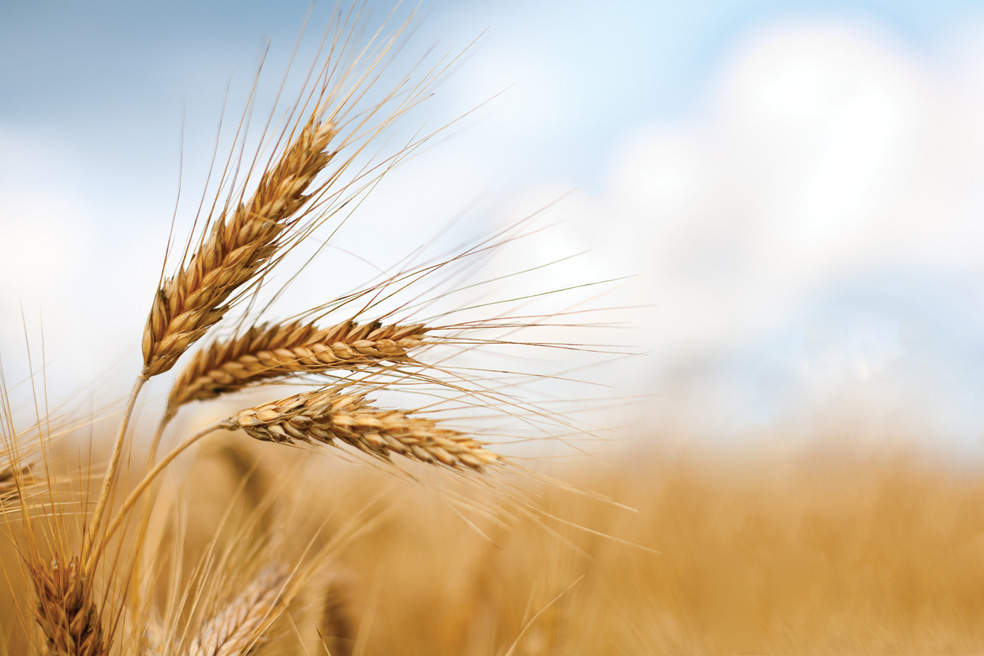 uploaded/Images/grano.jpg