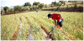 uploaded/evidenza 2016/agricoltura.jpg